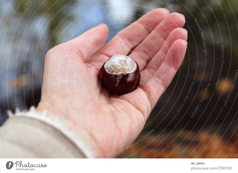 Hand mit Kastanie Mensch Leben Finger Umwelt Natur Pflanze Herbst Baum Frucht Wald festhalten authentisch einfach Freundlichkeit glänzend rund braun weiß