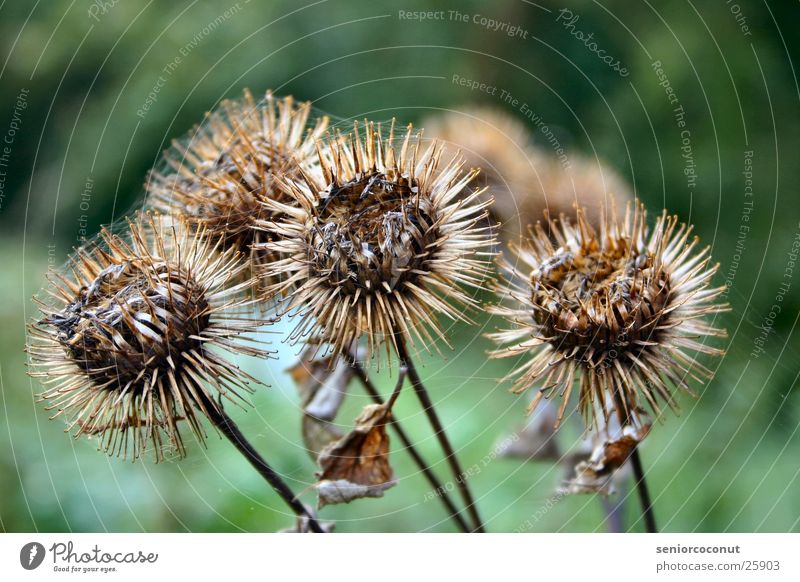 Am Ende Spinnennetz Pflanze Stachel verblüht Diesteln.