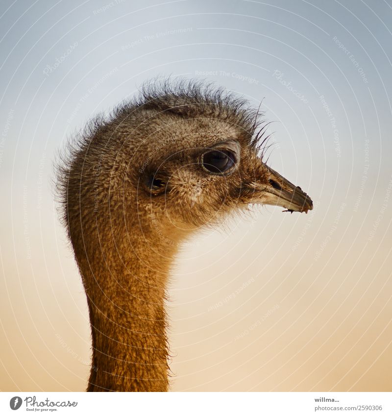 Nandu. frisch frisiert. Laufvogel Kopf Emu Strauß Profil Schnabel exotisch Hintergrund neutral Vogel Tier Wildtier
