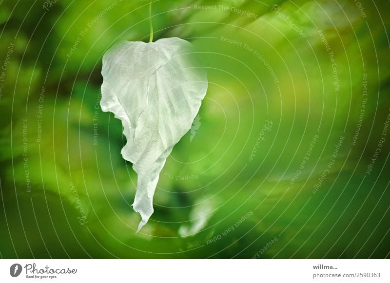Weißes Hochblatt eines Taschentuchbaums im Frühling Taubenbaum Blatt Blüte Davidia involucrata Hartriegel Blühend grün weiß weißes Hochblatt Hochblätter