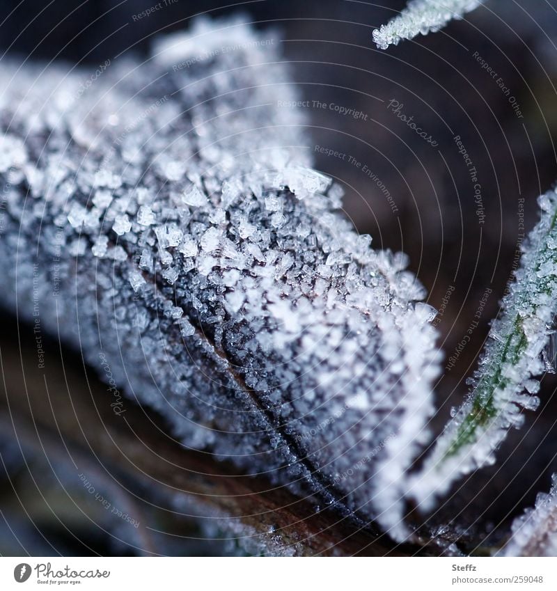vereistes Blatt Wintereinbruch anders frostig Raureif heimisch nordisch Eiskristalle Frost frieren gefroren eiskalt Kälteschock nordische Kälte