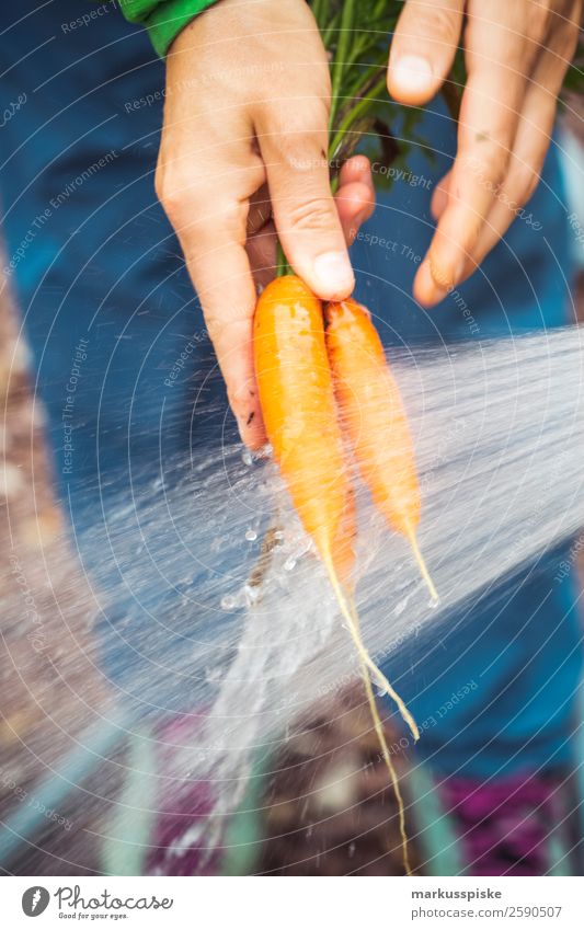Frische Bio Karotten Selbstversorung Hochbeet Lebensmittel Gemüse Möhre selbstversorgung selbstversorger Ernährung Essen Picknick Bioprodukte