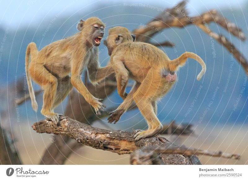 Grüne Meerkatzen am kämpfen auf einem Ast Natur Tier Wildtier Vervet Monkey 2 gold Ärger Aggression Gewalt Überleben Wut Farbfoto Außenaufnahme Morgen