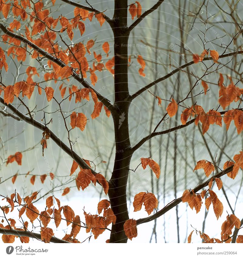 buchenfeuer Umwelt Natur Landschaft Pflanze Urelemente Feuer Wasser Winter Wetter Nebel Regen Eis Frost Schnee Baum Blatt Wildpflanze Wald Stimmung Buche