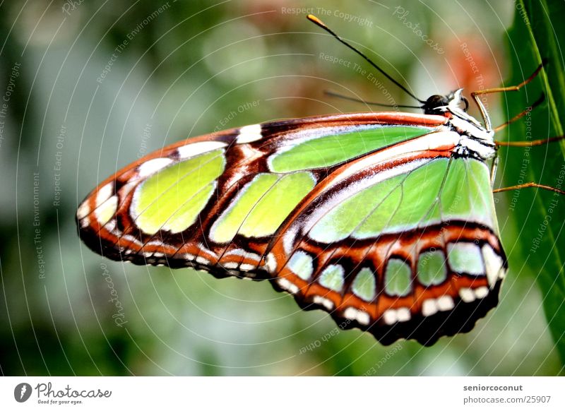 Imago Schmetterling mehrfarbig grell grün Fühler Beine Pflanze Flügel