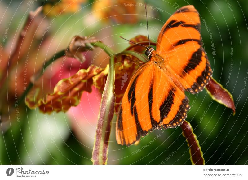 Wirklich Schmetterling Orchidee Blume Fühler Insekt Flügel Farbe orange