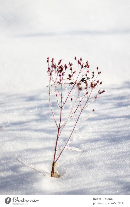 Geliebter Winter Schnee Winterurlaub Natur Pflanze Sonne Schönes Wetter Eis Frost Blume Gras Sträucher Feld frieren glänzend ästhetisch fantastisch braun grau