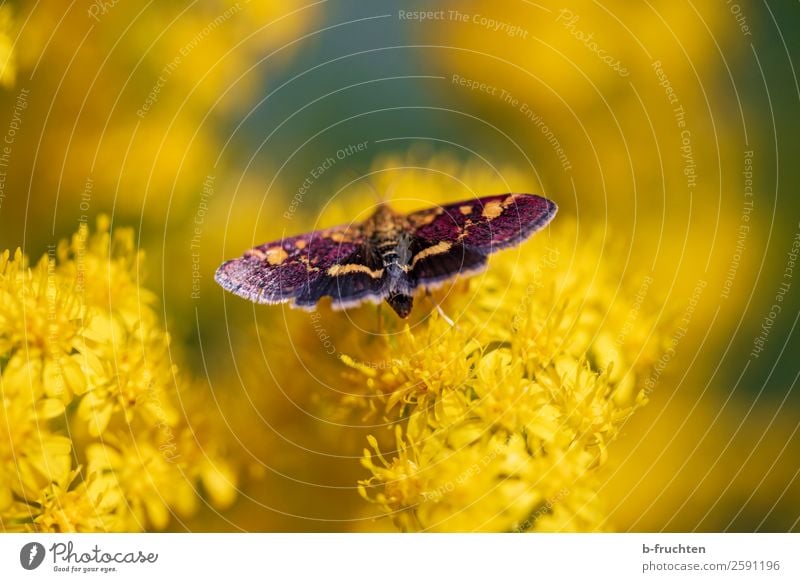 Schmetterling Sommer Pflanze Blüte berühren fliegen nah gelb schön Garten Park Insekt Natur Umwelt natürlich sitzen Flügel mehrfarbig Wiese Farbfoto
