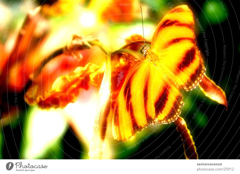 Unwirklich Schmetterling Orchidee Blume Fühler Insekt Flügel Farbe orange