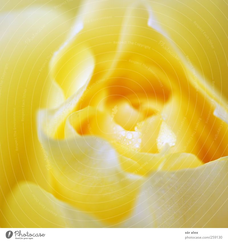 zartes Gelb Natur Pflanze Wassertropfen Blume Rose Blüte Flüssigkeit schön nass natürlich feminin gelb Geborgenheit Liebe Verliebtheit Romantik einzigartig