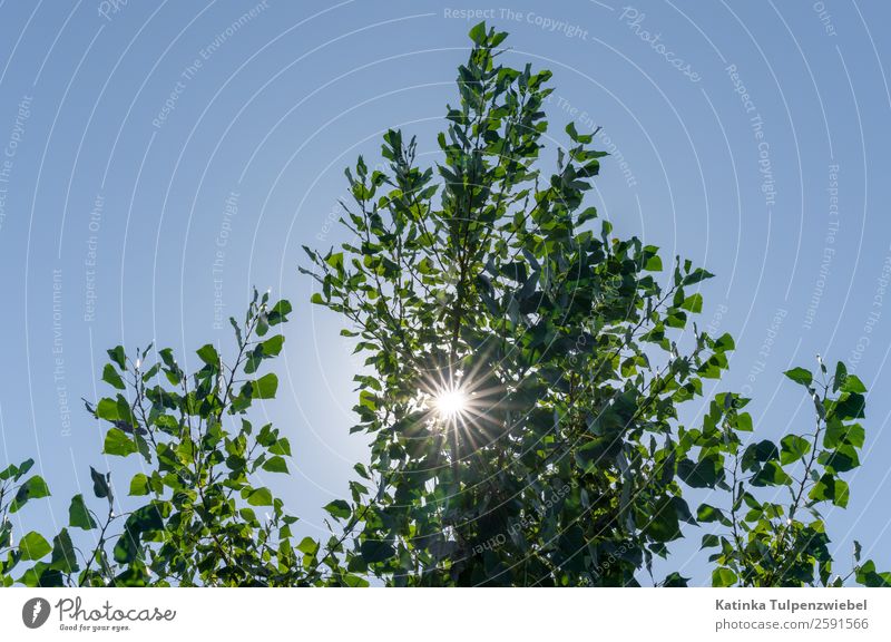 Gegenlichtaufnahme mit Baum Umwelt Natur Landschaft Himmel Stern Sonne Sonnenlicht Sommer Schönes Wetter Blatt Park blau gold grün schön Sonnenstern