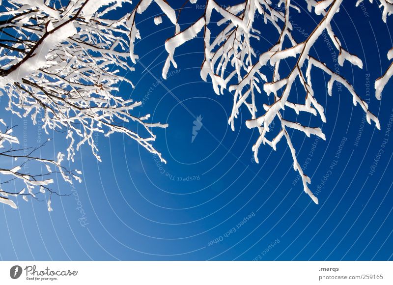 Frost Winter Winterurlaub Berge u. Gebirge Umwelt Natur Wolkenloser Himmel Klima Schönes Wetter Eis Schnee Ast kalt schön blau weiß Erholung Hintergrundbild