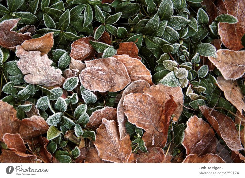 Blätterwald Natur Pflanze Winter Eis Frost kalt braun grün weiß ruhig Blatt Raureif Farbfoto Außenaufnahme Nahaufnahme Tag Kontrast Starke Tiefenschärfe