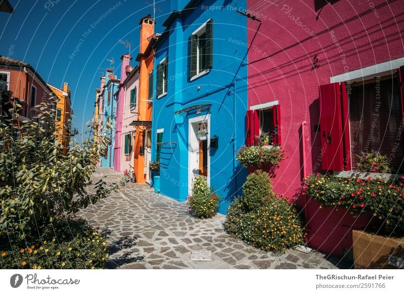 Burano Dorf blau mehrfarbig rosa rot Pflanze Haus Pflastersteine Tourismus Italien Farbfoto Außenaufnahme Menschenleer Textfreiraum unten Tag Licht Schatten