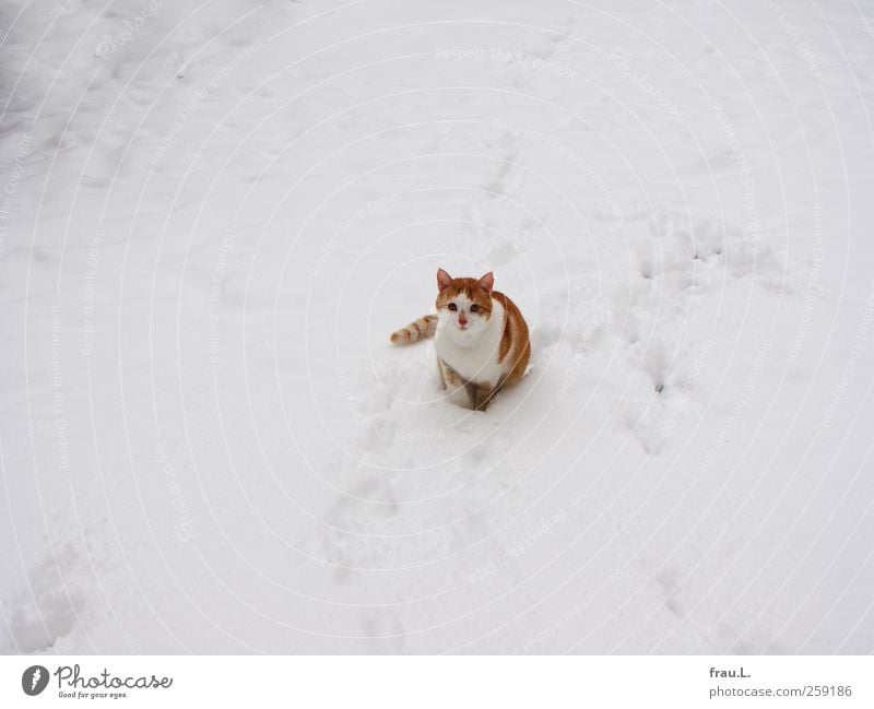Schneekater Tier Haustier Katze 1 Blick sitzen schön kuschlig Neugier niedlich Wachsamkeit Mut Winter Schneefall Tigerfellmuster Freigänger rothaarig Farbfoto