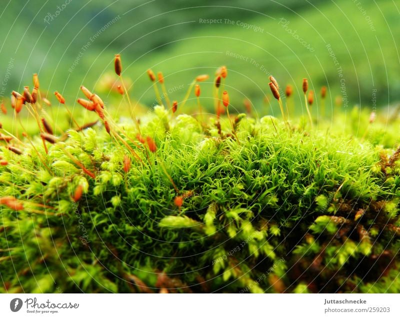 So klein, so zart Umwelt Natur Landschaft Pflanze Erde Frühling Sommer Moos Grünpflanze Wildpflanze Alpen Moor Sumpf Menschenleer Blühend verblüht Wachstum