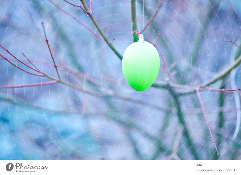 plastic egg Ostern Natur Frühling Pflanze Sträucher ästhetisch Osterei Farbfoto Außenaufnahme Menschenleer Tag
