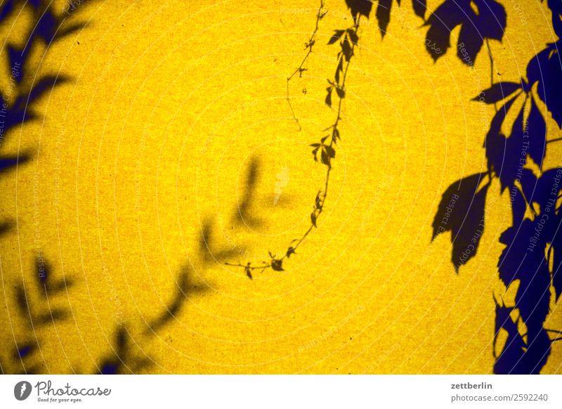 Andere Schatten am Fenster Ast Baum Blatt Garten Menschenleer Natur Pflanze Baumstamm Sträucher Textfreiraum Tiefenschärfe Zweig Licht Hintergrundbild