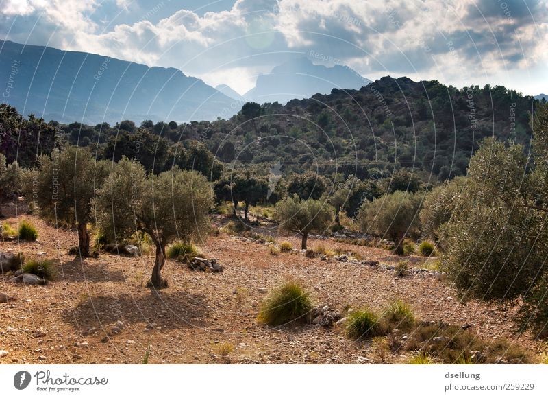Mallorca XII Umwelt Natur Landschaft Pflanze Erde Himmel Wolken Sommer Schönes Wetter Wärme Baum Sträucher Wildpflanze Olivenbaum Garten Wald Hügel Insel