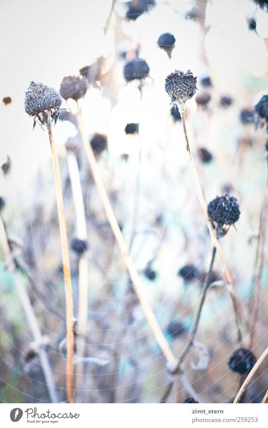 Winterzart Natur Pflanze Herbst Eis Frost Sträucher Garten alt Blühend dehydrieren kalt braun weiß Schüchternheit Einsamkeit Kreativität Stimmung Tod Umwelt