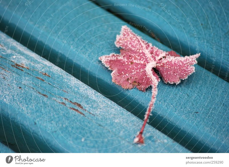 Wintereinbruch am südlichen Ende der Parkbank Pflanze Eis Frost Blatt Garten Holz fallen kalt unten blau rosa ruhig Tod Endzeitstimmung Farbe Idylle stagnierend