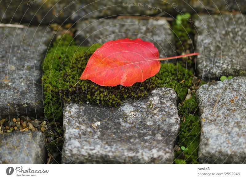 Rotes Blatt auf Kopfsteinpflaster Umwelt Herbst Moos schön grau grün rot Stein herbstlich Moosteppich Fuge Quadrat fallen Flechten orange Färbung Farbe intensiv