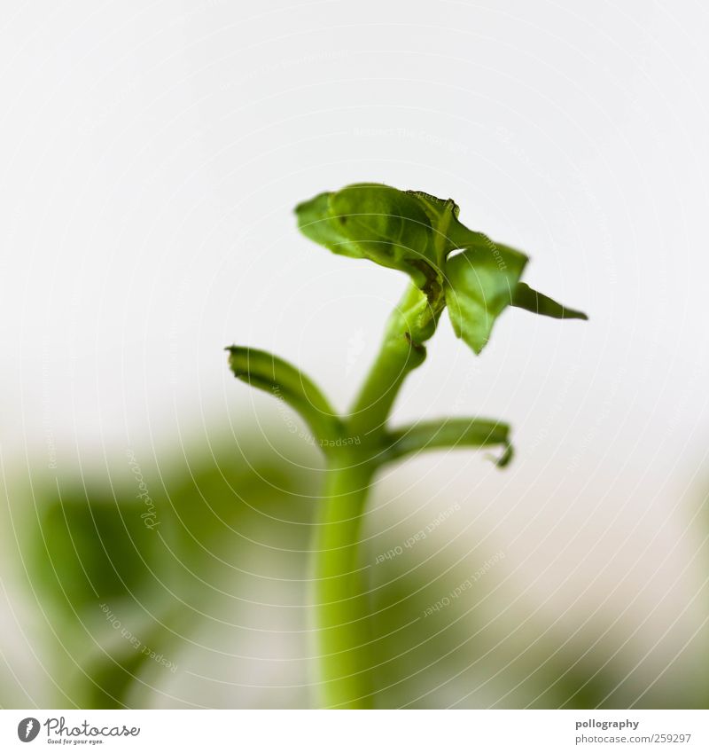 Abgegrast Natur Pflanze Blatt Grünpflanze Nutzpflanze Topfpflanze Basilikum Basilikumblatt hängen verblüht Wachstum klein grün Beginn Ernte pflücken gießen