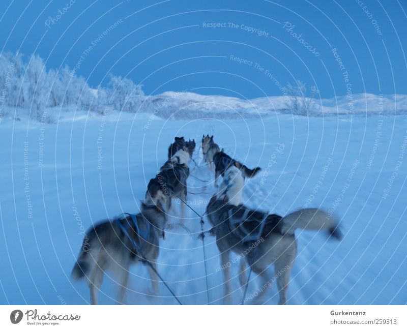 Fahrt ins Blaue Abenteuer Freiheit Winter Eis Frost Schnee Tier Hund Tiergruppe fahren laufen Unendlichkeit blau Kraft Horizont Husky Schlittenhund