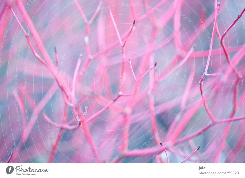 red brittle branches Umwelt Natur Pflanze Sträucher Zweig natürlich blau rosa Farbfoto Außenaufnahme Menschenleer Tag