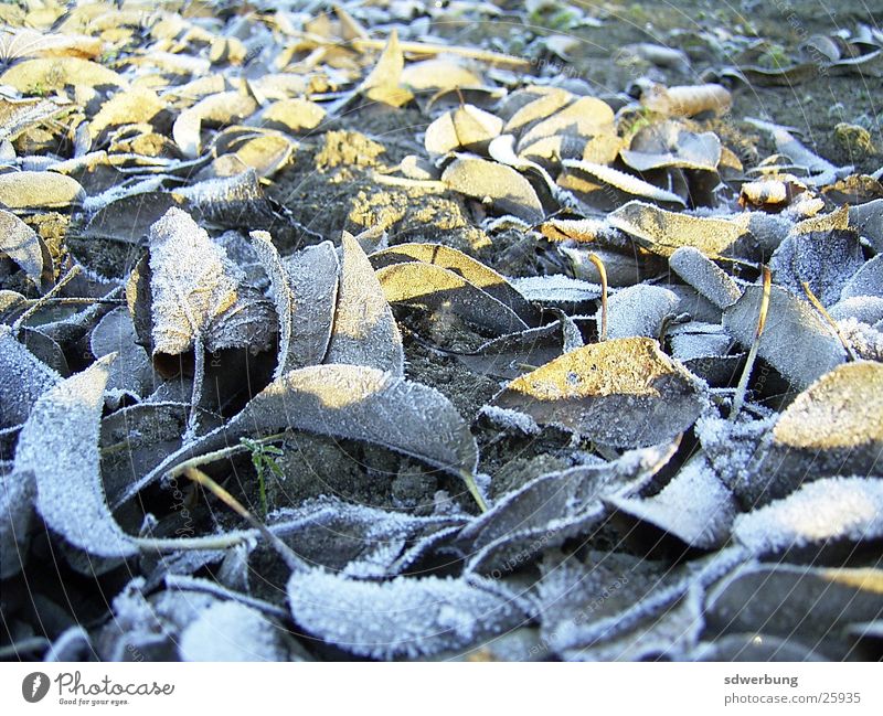Vereiste Blätter bei -3 Grad Blatt Winter Herbstlaub Eis nahaufname