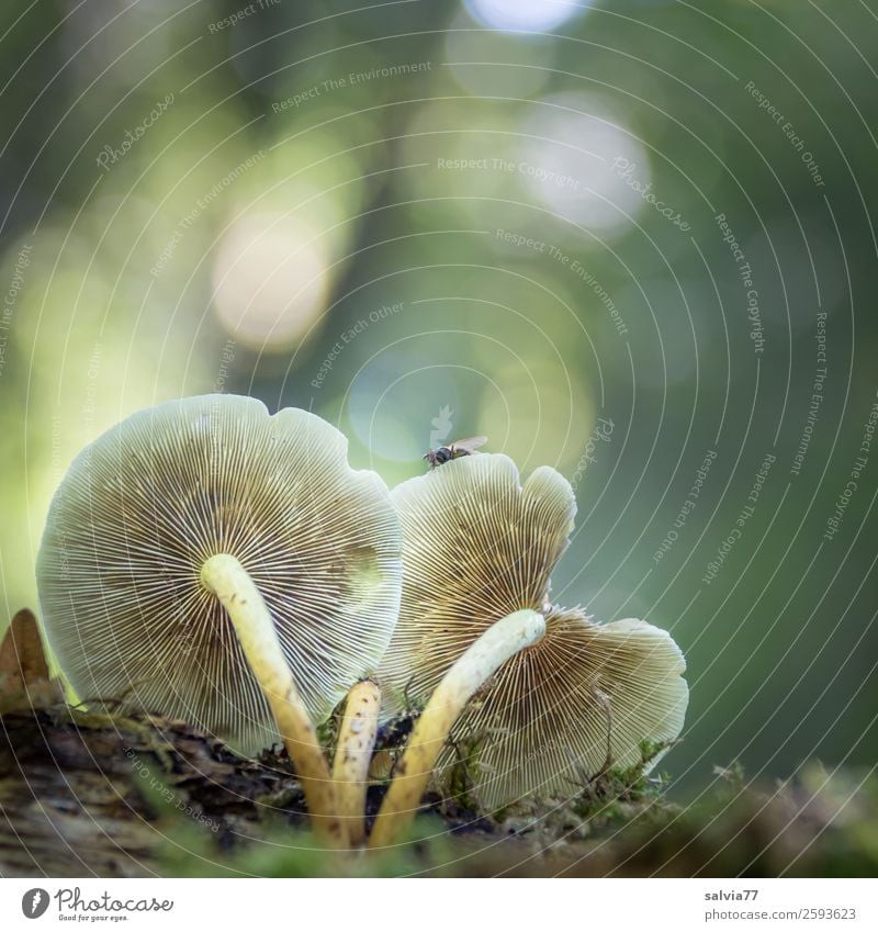 Pilz mit Fliege Natur Pflanze Erde Herbst Moos Pilzhut Wald Wachstum braun grau grün Perspektive Wandel & Veränderung Lamellenjalousie gekrümmt Fliegenpilz