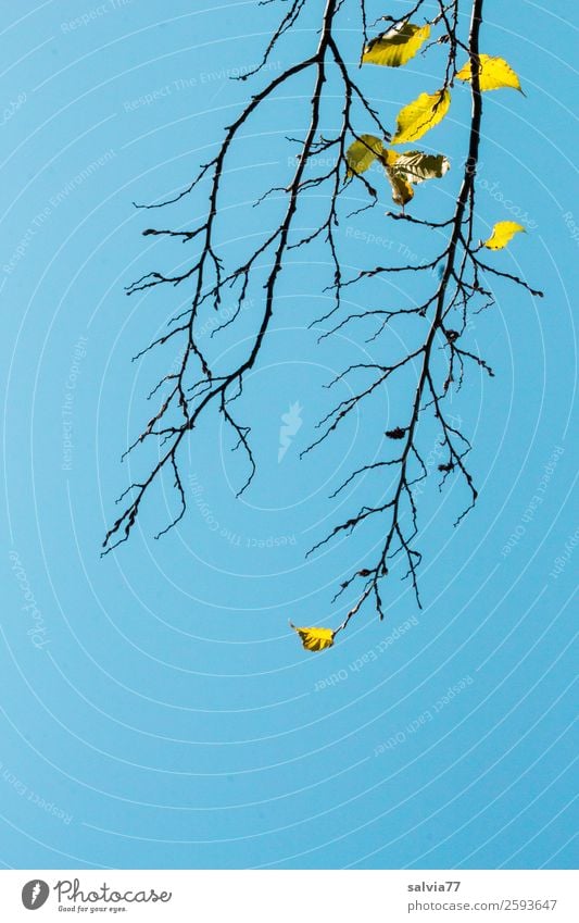die letzten Blätter Umwelt Natur Himmel Wolkenloser Himmel Herbst Pflanze Baum Sträucher Blatt Zweige u. Äste Wald dehydrieren blau Vergänglichkeit