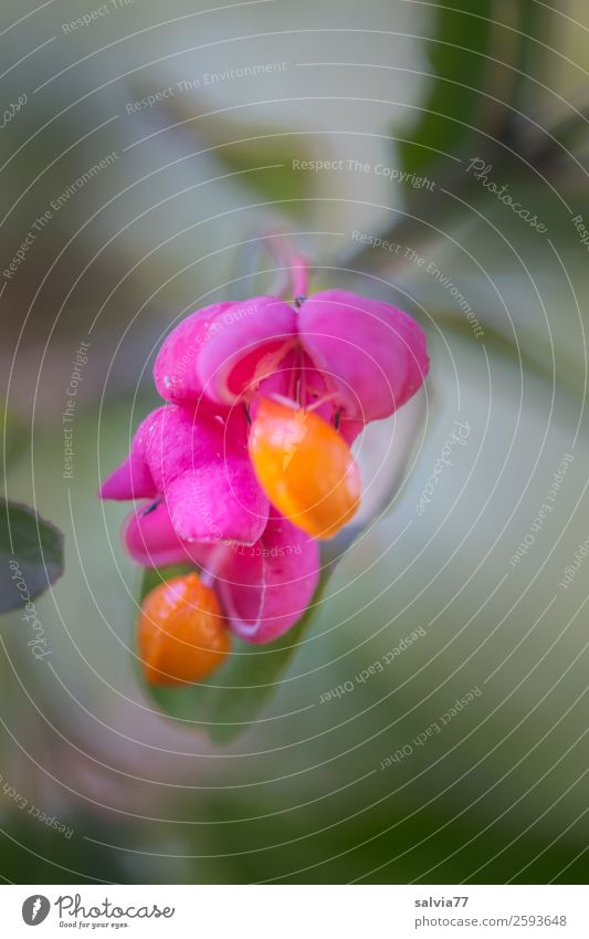 Pfaffenhütchen Natur Pflanze Herbst Sträucher Blatt Frucht Fruchtstand Zweig Park grün orange rosa ästhetisch einzigartig Farbe Kontrast Gift Farbfoto