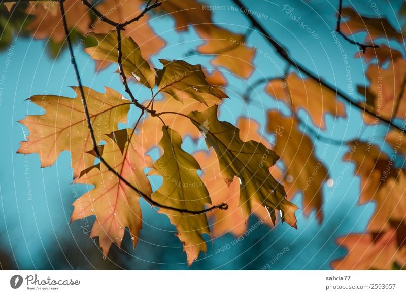 Eichenblätter Umwelt Natur Pflanze Luft Himmel Herbst Klima Schönes Wetter Baum Blatt Eichenblatt Zweige u. Äste Herbstfärbung Park Wald Vergänglichkeit