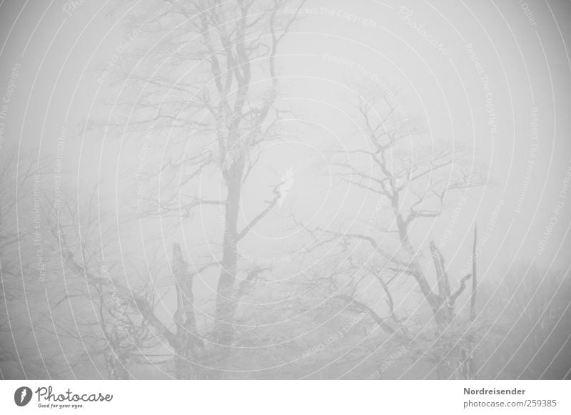 Baumloben | Geisterstunde Natur Pflanze Urelemente Winter Klima schlechtes Wetter Nebel Eis Frost Wald frieren gruselig Desaster Einsamkeit Ende Endzeitstimmung