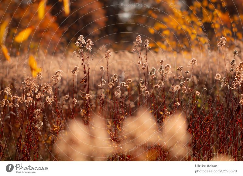 Herbstleuchten in der Natur Wellness Spa Dekoration & Verzierung Tapete Pflanze Blume Blatt Blüte Kanadische Goldrute Herbstlaub Feld glänzend verblüht