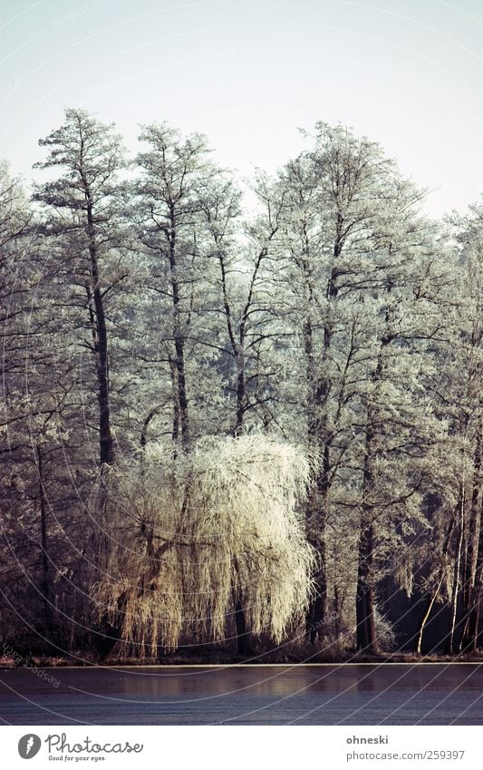 Kälte Winter Eis Frost Baum Weide Trauerweide Seeufer Idylle kalt Leben Farbfoto Außenaufnahme Menschenleer Textfreiraum oben Morgen