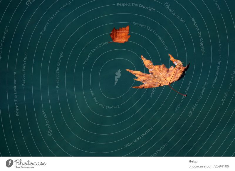 Herbstblätter auf dem Gardasee Umwelt Natur Pflanze Wasser Schönes Wetter Blatt Ahornblatt Blattadern Herbstfärbung See liegen Schwimmen & Baden dehydrieren