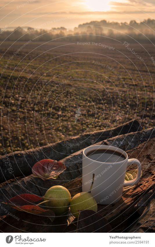 Kaffeetasse auf Baumrinde bei Sonnenaufgang Frucht Frühstück Lifestyle Freizeit & Hobby Ferien & Urlaub & Reisen Ausflug Abenteuer Camping Umwelt Natur