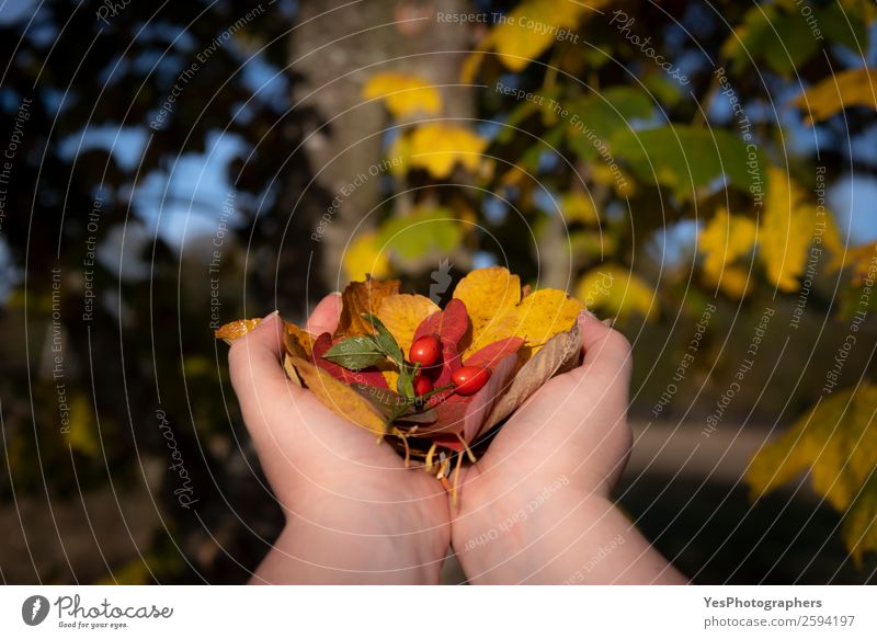 Frauenhände halten Herbstblätter fest Umwelt Natur Pflanze Schönes Wetter Baum Blatt braun gelb rot Farbe Herbsttöne herbstlich Unschärfe farbenfroh Schaffung