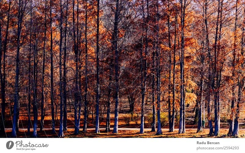 Herbst Rotbaumwald in der Herbstsaison Abenteuer Freiheit Sonne Umwelt Natur Landschaft Schönes Wetter Pflanze Baum Blatt Grünpflanze Park Wald alt
