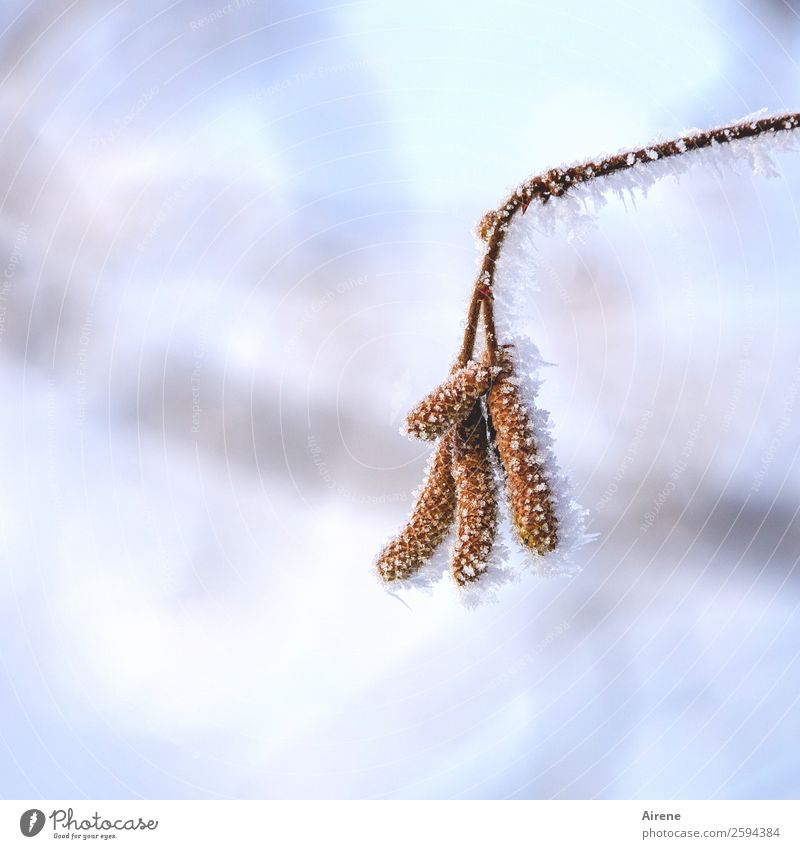 Härtetest Winter Schönes Wetter Eis Frost Sträucher Zweig frieren kämpfen Coolness kalt schön braun weiß Ausdauer Überleben hellbraun Aufgabe blassblau