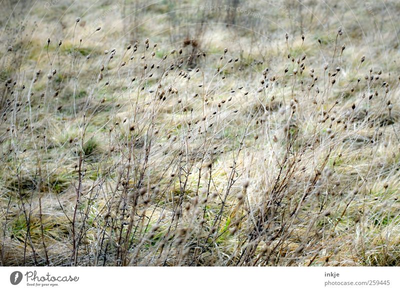 Gräser im Wind Natur Pflanze Herbst Gras Wildpflanze Blüte Garten Wiese dehydrieren Wachstum dünn lang natürlich schön trocken viele wild braun Vergänglichkeit