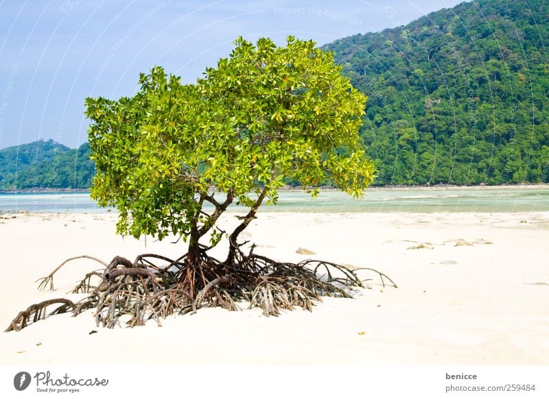 mangrove Mangrove Meer Strand Sandstrand Thailand Baum Natur Pflanze Asien Sonne Sonnenstrahlen Ferien & Urlaub & Reisen Reisefotografie Menschenleer