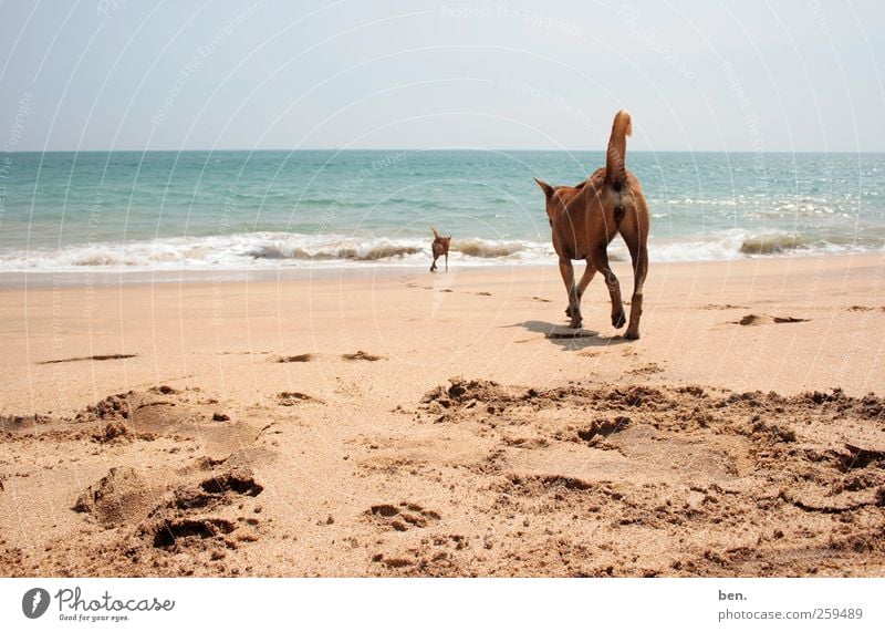 Tramps Sand Wasser Sonne Schönes Wetter Küste Wellen Spuren Hund 2 Tier Rudel Tierpaar Tierfamilie laufen Zusammensein Neugier trist Wärme weich Freundschaft