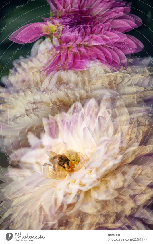 Dahlienliebhaberin Blume Nutzpflanze Tier Biene 1 gelb grün rosa weiß Doppelbelichtung Herbst Farbfoto Gedeckte Farben Außenaufnahme Experiment abstrakt