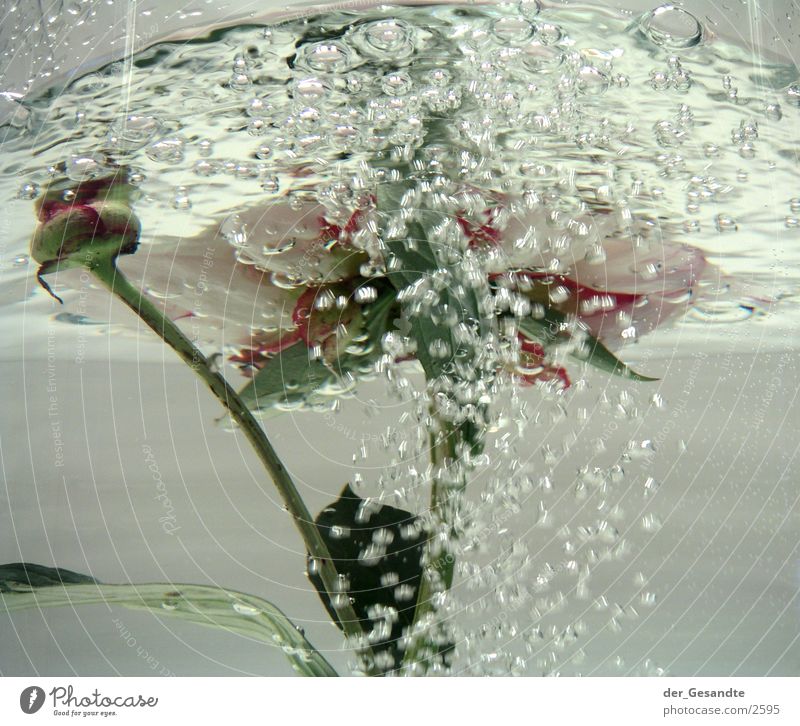 pfingstrose Pfingstrose sprudelnd Blume Fototechnik Wasser Nahaufnahme Detailaufnahme Bewegung Natur