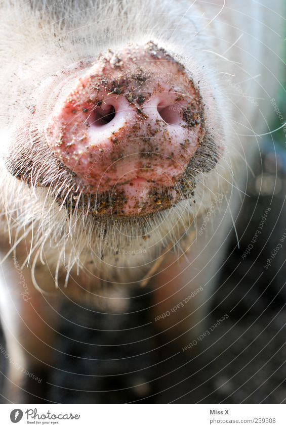 Suglschnauzn Fleisch Ernährung Erde Tier Nutztier 1 dreckig Schnurrhaar Schnauze Nase Nasenloch rosa Schwein Schweinschnauze Bauernhof Tierzucht Freilandhaltung
