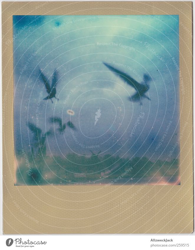 Ufo & Möwen Apokalypse Wolken Gewitterwolken Herbst 4 Tier bedrohlich dreckig dunkel gruselig Farbfoto Außenaufnahme Polaroid Menschenleer Dämmerung Schatten