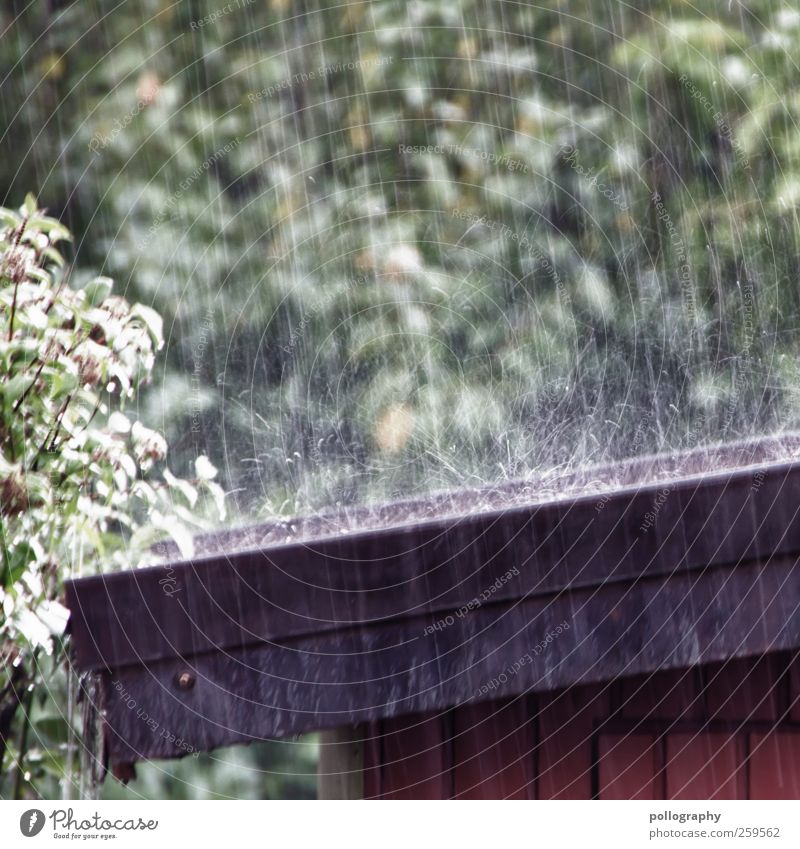 raindrops keep falling... Umwelt Natur Wasser Wassertropfen Regen Pflanze Baum Sträucher Blatt Grünpflanze braun grün schwarz Dach Dachrinne Holz Gartenhaus